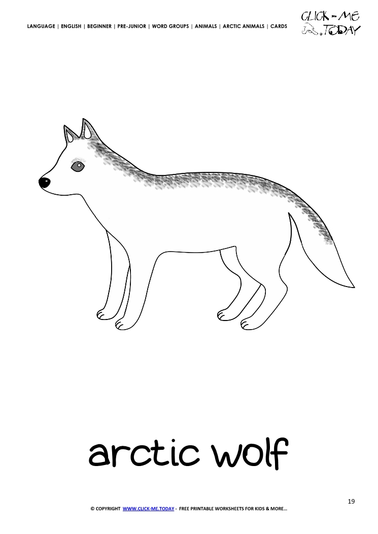Printable Arctic Animal Arctic Wolf wall card - Arctic Wolf flashcard