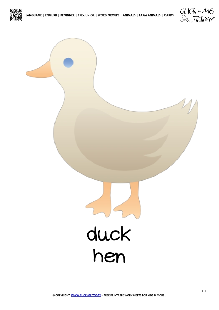 Farm animal flashcard Duck Card of Duck