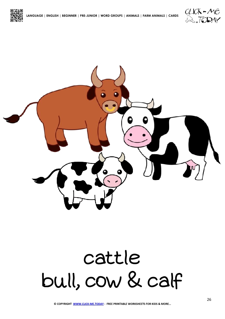 Farm animal flashcard Cattle - Printable card of Cows