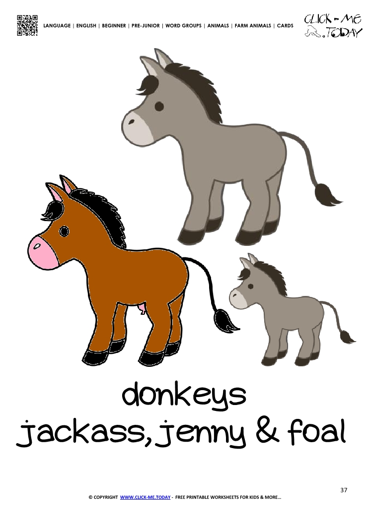 Farm animal flashcard Donkeys Card of Donkeys