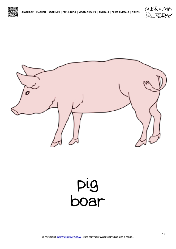 Farm animal flashcard Pig BoarCard of Pig
