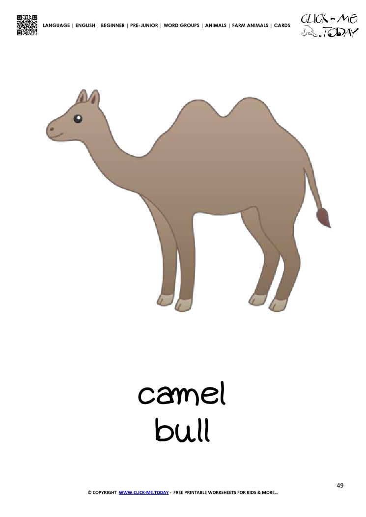 Farm animal flashcard Camel BullCard of Camel