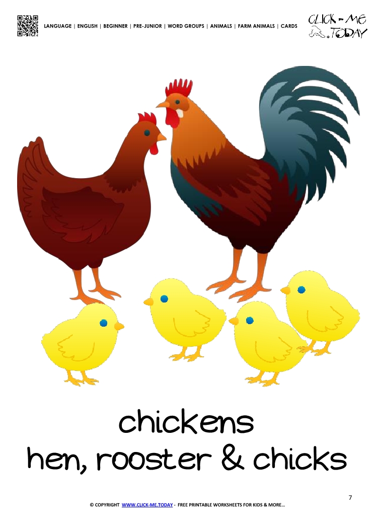 Farm animal flashcard Chickens - Printable card of Chickens