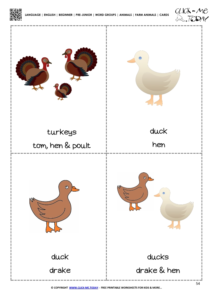 Farm animals flashcards 3 -Turkeys & Ducks