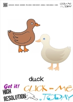 Farm animal flashcards cute Ducks Card of Ducks
