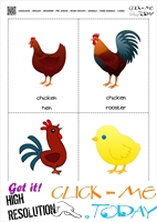 Farm animals flashcards 1 - Rooster, Hen & Chick