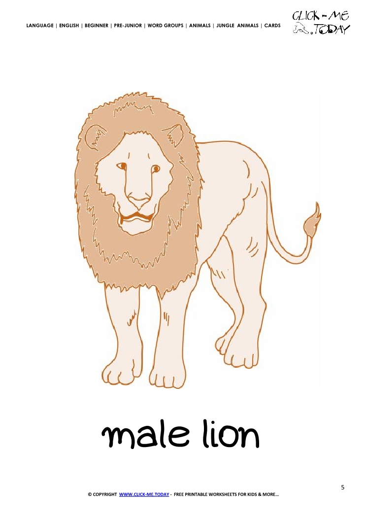 Jungle animal flashcard Male Lion- Printable card of Male Lion
