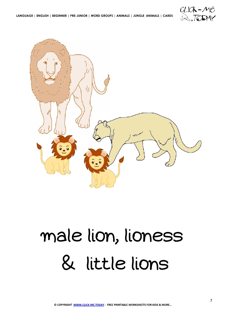 Jungle animal flashcard Lions - Printable card of Lions