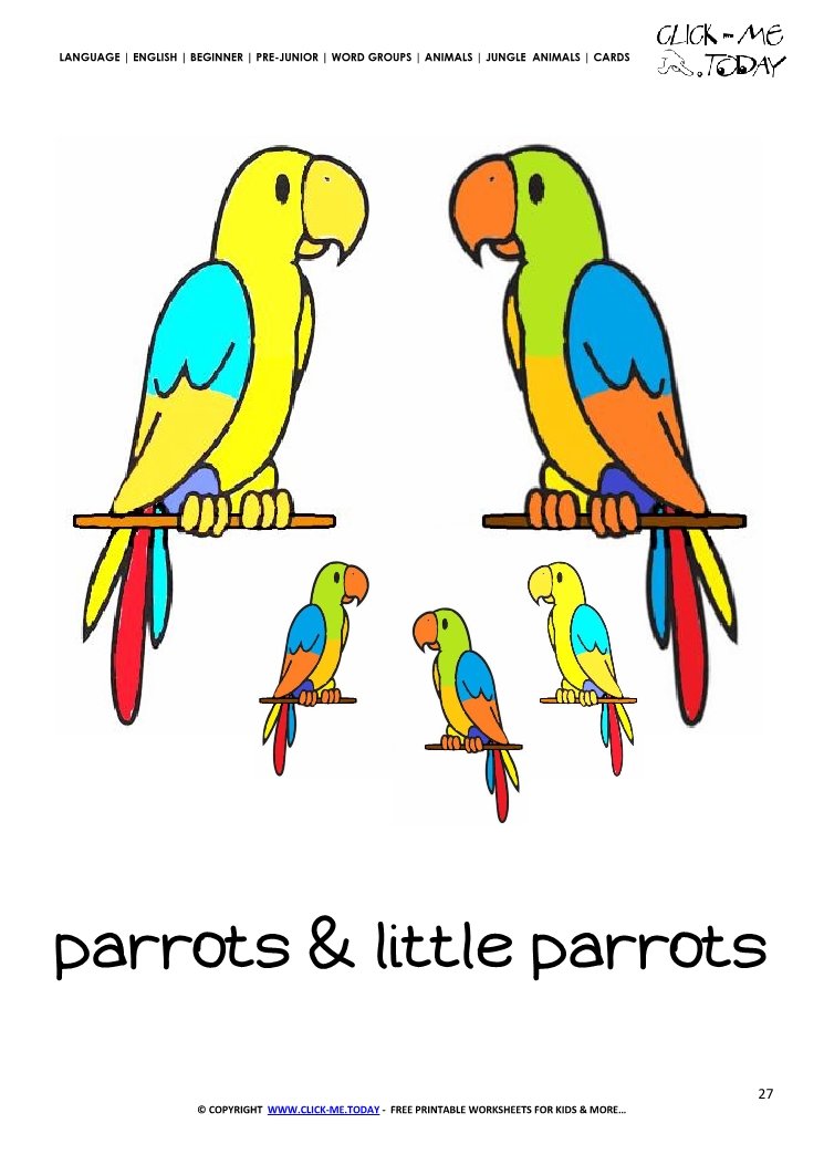 Jungle animal flashcard Parrots - Printable card of Parrots