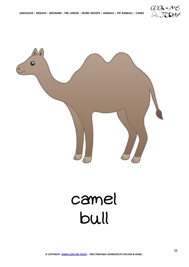 Printable Pet Animal Camel Bull wall card - Camel Bull flashcard