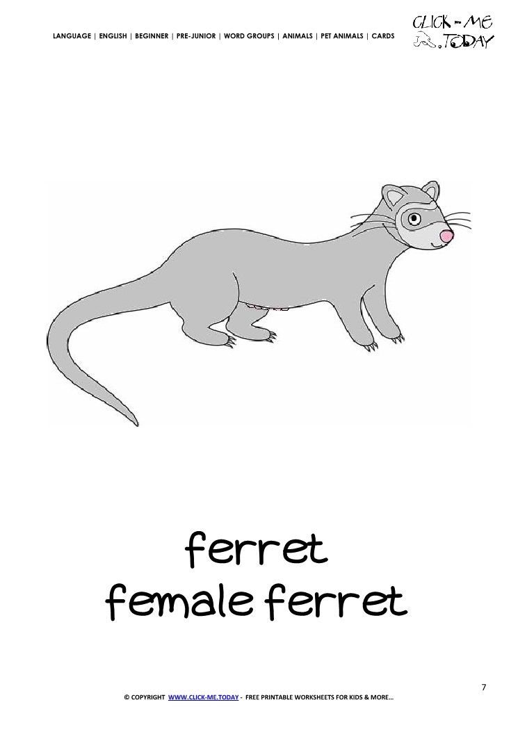 Printable Pet Animal  Female Ferret wall card -  Ferret flashcard