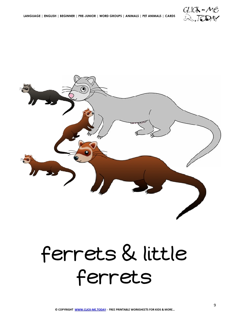 Printable Pet Animal Ferret Family  wall card -  Ferrets flashcard