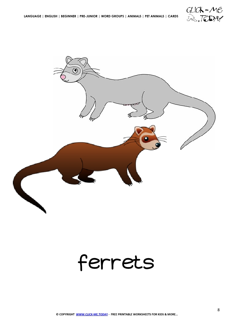 Printable Pet Animal Ferrets wall card -  Ferrets flashcard