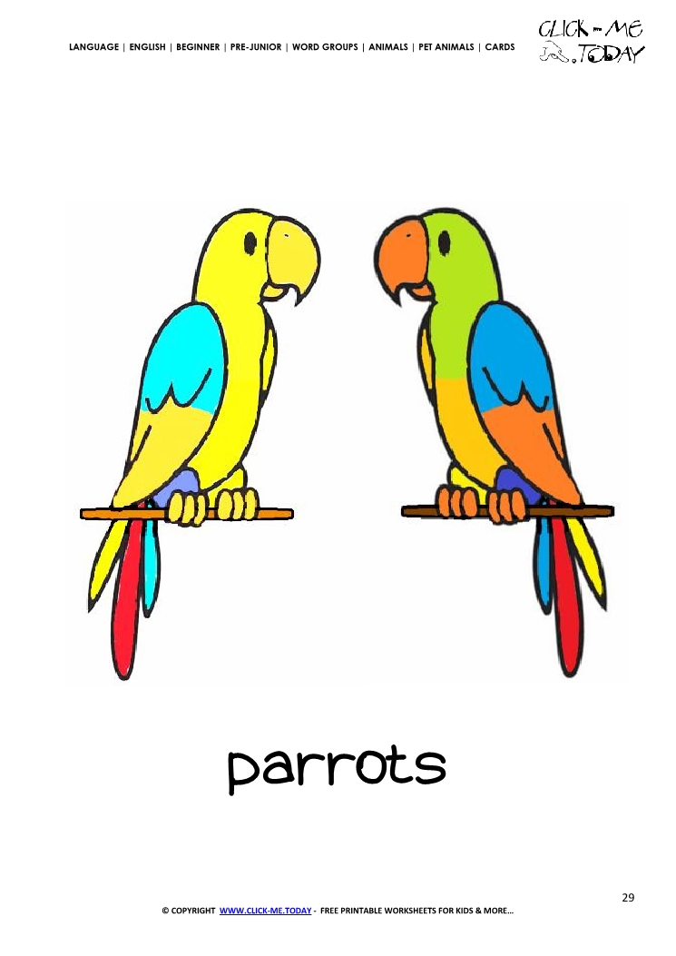 Printable Pet Animal Parrots wall card - Parrots flashcard