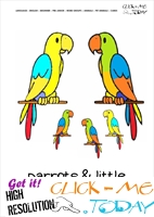 Printable Pet Animal Parrot family wall card - Parrots flashcard