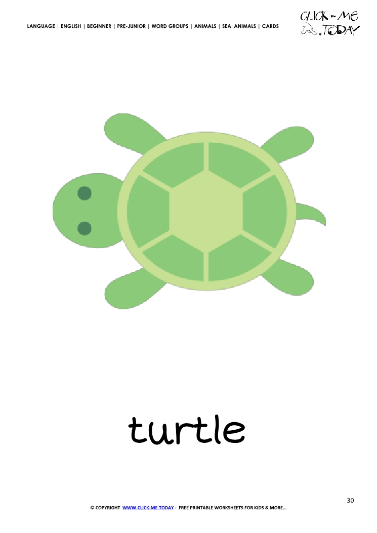 sea-animal-flashcard-turtle-printable-card-of-turtle